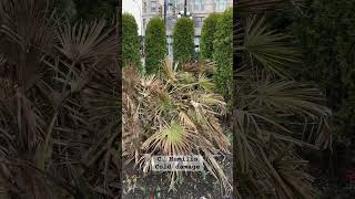 Chamaerops humilis could not escape the cold even in Victoria 🥶 [upl. by Davidson]