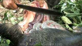 How to cut up a wild boar [upl. by Anuahc]