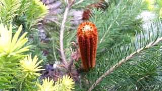 Banksia ericifolia  Heath Banksia  Lantern Banksia HD 01 [upl. by Nnewg258]