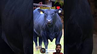 Majestic grazing bull 🐂 cow bull animals cattle farm youtubefarm [upl. by Valsimot662]