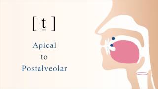 t̠  unvoiced unaspirated apical postalveolar stop [upl. by Garfield]