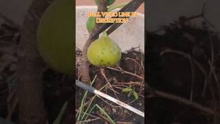 Fig fruit harvest in our terrace garden trending trendingshorts gardening terracegarden shorts [upl. by Balsam]