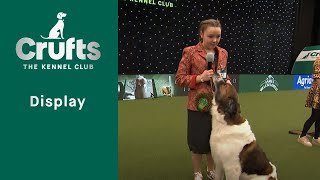 Scruffts Semi Finals Part 1  ​Crufts 2023 [upl. by Nnaassilem]