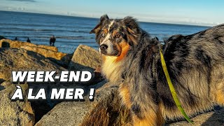 Weekend à la mer avec Olive  Plage copains restau douche Ça fait du bien  VLOG [upl. by Guildroy212]