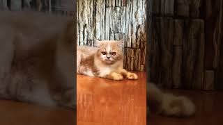 Rani mai bahar ja raha hu comedy catlover pets bollywood cats Bollywood Cats [upl. by Nealson]