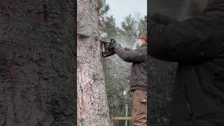 STIHL 500i in action stihl chainsaw logging woodworking tree felling carving fyp shorts [upl. by Shurlocke]