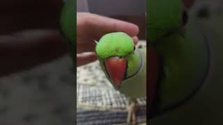 viralvideo viralparrot parrot talkingparrot mitthu parrotlover playingparrot cute trending [upl. by Sigfrid]