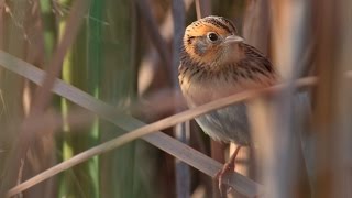 LeContes Sparrow [upl. by Zoubek]