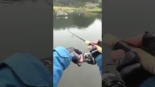 【AREA TROUT FISHING】 20241023 Part12 [upl. by Ysdnyl]