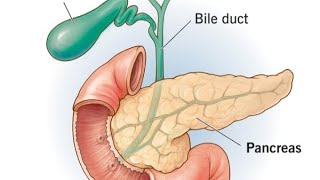 Pancreas detail lectures  Biology  biology neet aaims pharmcist anatomy neet ncert [upl. by Ardnasac537]