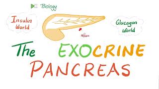 The Exocrine Pancreas Enzymes [upl. by Ennaeel500]