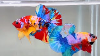 35quotMost Beautiful Betta Fish Stunning Colors amp Gorgeous Betta Fish Tanksquot [upl. by Nitsirc316]