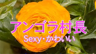 今バズっている女芸人 SEXY・かわいいアンゴラ村長 [upl. by Leizar242]