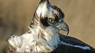 Barnegat Light Osprey Cam [upl. by Ennaisoj806]