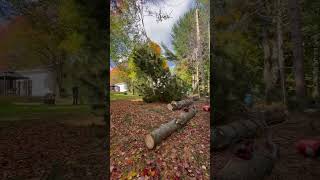 Big Pine Top Off arborcare treecare chainsaw arborist treeremoval Husqvarna [upl. by Budde]