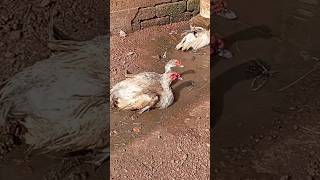 muscovy duck mating duck ❤️❤️❤️ducks [upl. by Alin]