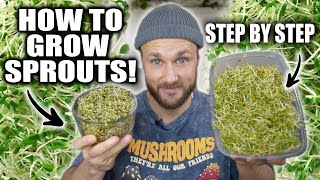 How To Grow Sprouts amp Why They Are AMAZING 🌱 [upl. by Yanahc656]