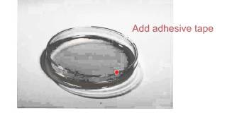 GCSE Biology  culturing bacteria [upl. by Rubio]