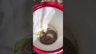 Rattlesnakes in a Backyard Released [upl. by Moody185]