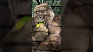 Before and After Gorilla Growing up Amazing Gorilla Transformation Cute to Giant gorilla [upl. by Airotcivairam]