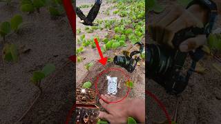 AMAZING TREASURE FOUND  METAL DETECTOR  metaldetecting treasurehunting shorts [upl. by Ilana]