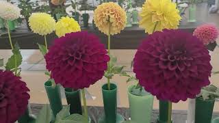 MDC 2024 Dahlia Show Section 4 [upl. by Avery619]