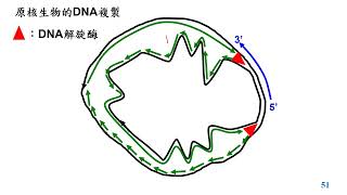 11301選修生物一4106原核生物的DNA複製三勤有字幕 [upl. by Ynoble77]