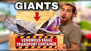 GABOON VIPER UNBOXING Straight Outta Africa [upl. by Delacourt]