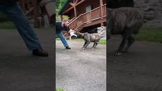 Introducing a new stud at Majestic Canario Kennels LUCAS DE REGAÑADOS presa presacanario bite [upl. by Gniy85]