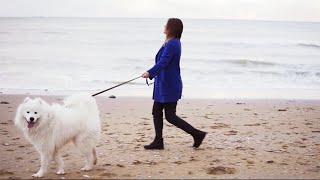 Samoyed Dog Walk Beach [upl. by Lipson]