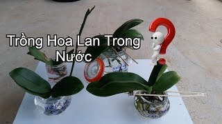 Trông Hoa Lan Hồ Điệp Trong Nước  Water Culture [upl. by Nirrek]