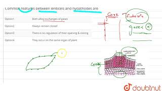 Common features between lenticels and hydapthodes are [upl. by Westhead]