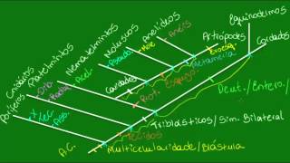 Filogenia do reino animal  Parte 2  Zoologia  Biologia [upl. by Sharla71]