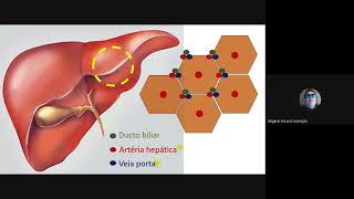 Avaliação laboratorial da função hepática [upl. by Biagi]