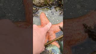 Touching a starfish at the beach short [upl. by Rolyak]