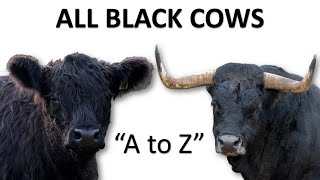 All Black Cow Breeds  Black Cattle  Black Cow  Black Bull [upl. by Aiet]