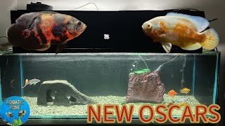 MustHave Tips for Your New Oscar Fish Tank [upl. by Neelyak107]