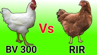 74 RIR murgi farm Black australorp chickens Gramapriya chicken breed BV 300 BV 380 chicken [upl. by Nothgiel]