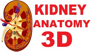 Kidney Anatomy DETAILED Renal Nephron Urinary System [upl. by Wyatt]