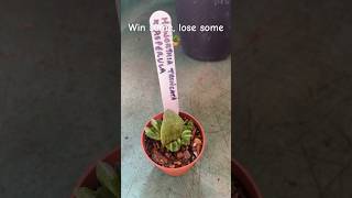 Haworthia cuttings plant succulant haworthia propagation indoorplants [upl. by Dannica881]