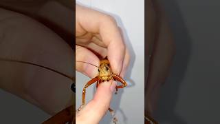 Укус гигантского кузнечика Nesonotus reticulatus katydid кузнечик [upl. by Reger43]