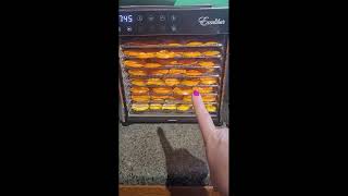 THIS Excalibur Dehydrator will Dry a TON of Food QUICK [upl. by Julis]