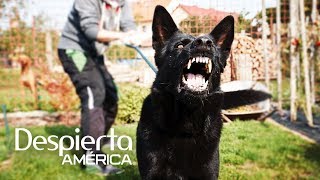 Señales que indican que un perro podría morderte [upl. by Ashbaugh]