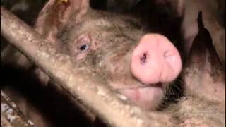 SchulfilmDVD  Biologie DAS SCHWEIN  WILDTIER UND NUTZTIER Trailer  Vorschau [upl. by Stoat]