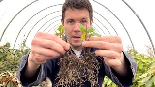 A Simple Method to Root Plants from Cuttings  Propagating Softwood Viburnum Cuttings [upl. by Partan106]