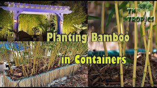 Planting Bamboo in Containers [upl. by Jorge950]