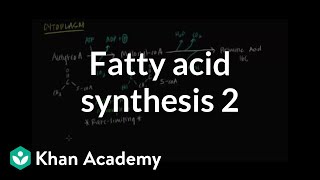 Fatty Acid Synthesis  Part II [upl. by Htehpaj]