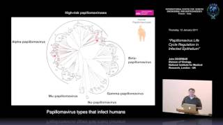 J Doorbar  Papillomavirus Life Cycle Regulation in Infected Epithelium [upl. by Ijok]