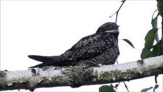 The Lovely Song of a Common Nighthawk at Dusk [upl. by Krasnoff]