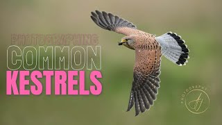 Photographing Kestrels  NO HIDES IN SIGHT  Sony A1  4K [upl. by Slifka]